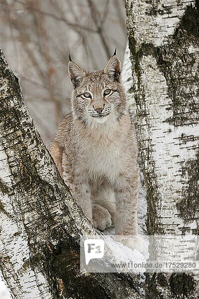 Europäischer Luchs (Lynx lynx) auf einem Baum im Winter  Tschechien  Europa