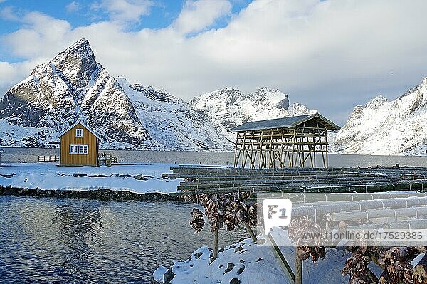 Winterliche  nordische Landschaft mit Trockenfischgestellen  Fisch und Fischköpfe  Rorbuer  Meer  Berge  Schnee  Hamnøy  Nordland  Lofoten  Norwegen  Europa