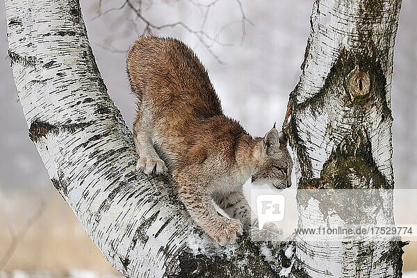 Europäischer Luchs (Lynx lynx) klettert an einem Baum im Winter  Tschechien  Europa