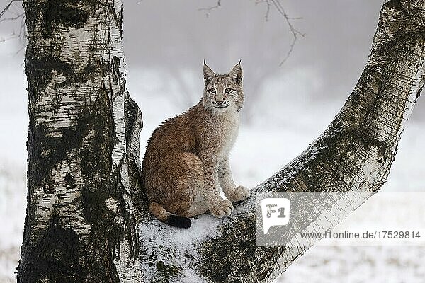 Europäischer Luchs (Lynx lynx) auf einem Baum im Winter  Tschechien  Europa
