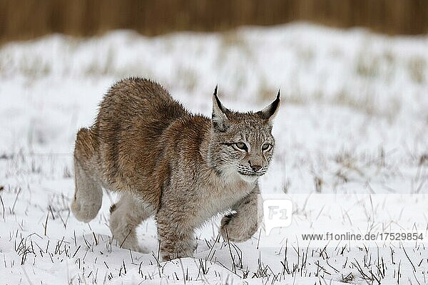 Europäischer Luchs (Lynx lynx) schleicht sich an auf einer verschneiten Wiese  Tschechien  Europa