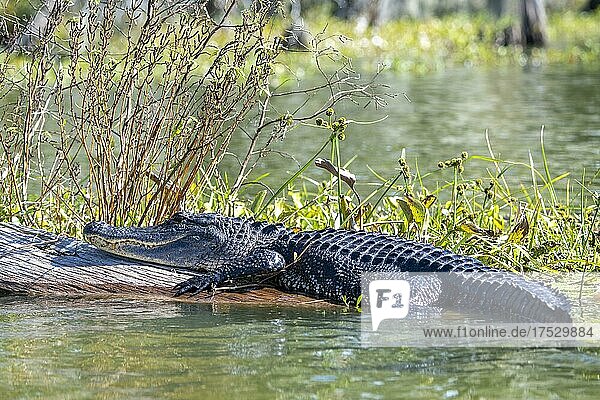 Mississippi-Alligator (Alligator mississippiensis)  auf Baumstamm  Atchafalaya Basin  Louisiana  USA  Nordamerika