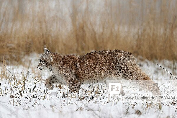 Europäischer Luchs (Lynx lynx) schleicht zwischen Gräsern im Winter  Tschechien  Europa