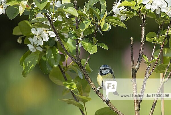 Blaumeise (Cyanistes Caeruleus)  Altvogel auf einem blühenden Baum  Suffolk  England  Großbritannien  Europa