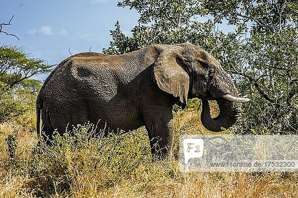 African elephant (Loxodonta africana)  Kruger National Park  Südafrika