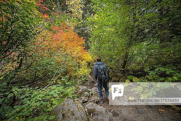 Hikers on a trail in the forest  Indian Summer  yellow  orange and red leaves  autumn colours  Oregon  USA  North America