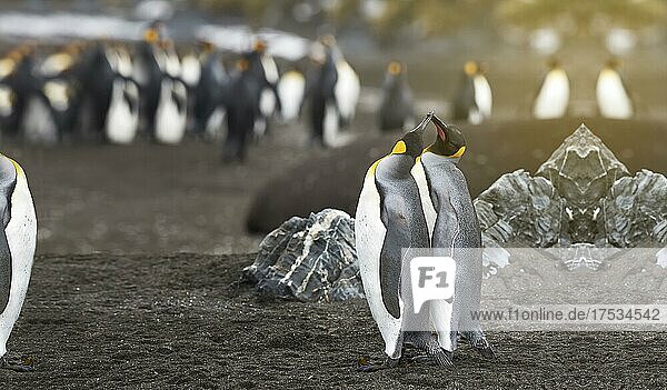 Verliebtes Königspinguinpaar  Zwei Pinguine zusammen mit Pinguinen im Hintergrund Grönland