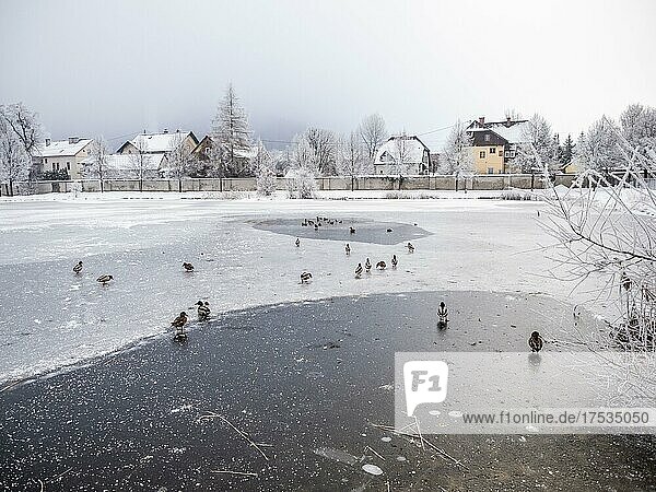 Enten  zugefrorener Teich beim Benediktinerstift Admont  Admont  Steiermark  Österreich  Europa
