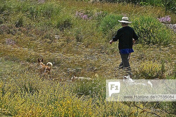 Alte Frau mit Strohhut geht mit Hunden durch Wiese mit Frühlingsblumen spazieren  Andalusien  Spanien  Europa