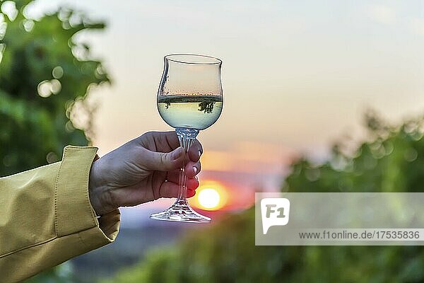 Hand hält Weinglas  Weißwein  Weinberg  Sonnenuntergang  Baden-Württemberg  Deutschland  Europa
