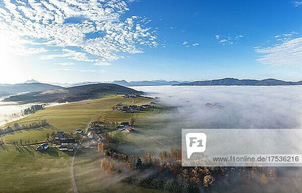 Drohnenaufnahme  Agrarlandschaft mit Bauernhöfe ragt aus dem Bodennebel  Inversionswetterlage  Mondseeland Salzkammergut  Oberösterreich  Österreich  Europa