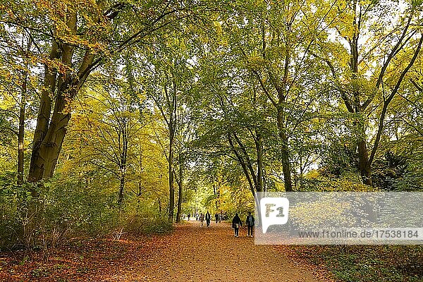 Strollers in the Tiergarten  autumnal  Mitte  Berlin  Germany  Europe