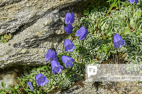 Purple Common Bluebells flowers on sunny day  Vanoise National Park  France