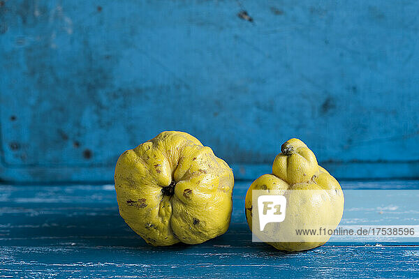 Studio shot of two ripe quinces lying on blue wooden surface