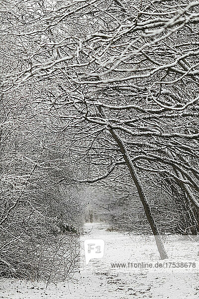 Footpath in snow covered forest