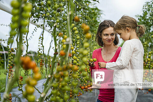 Mother and daughter picking tomatoes in vegetable garden