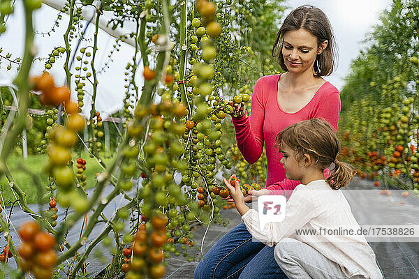 Woman and girl looking at tomatoes in vegetable garden