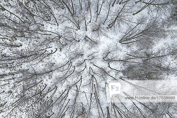 Drone view of bare trees in snow covered forest