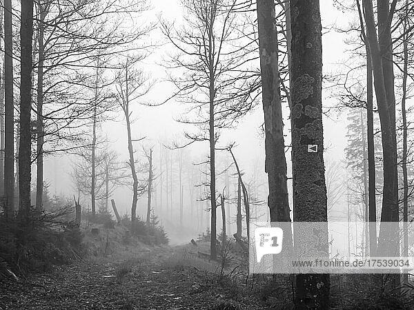 Thick fog shrouding bare trees of Bavarian Forest