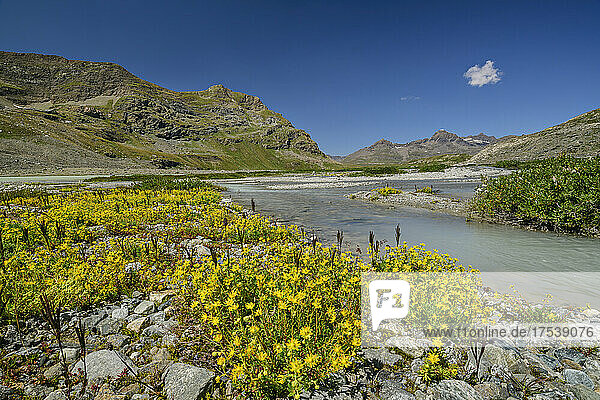 Growth of yellow wildflowers by lakeshore on sunny day at Vanoise National Park  France