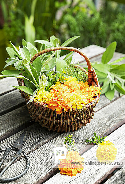 Scissors and wicker basket filled with herbs and heads of blooming marigolds