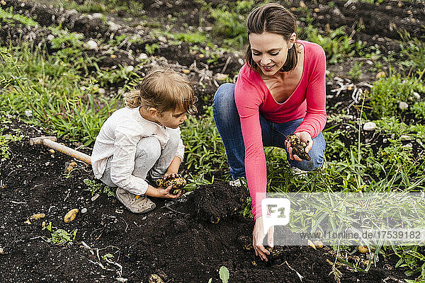 Daughter and mother harvesting potatoes in field