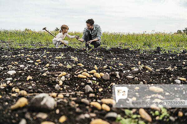 Daughter and father harvesting potatoes in field