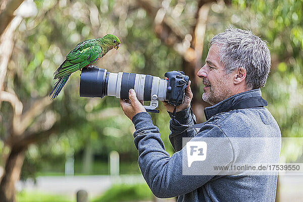 Photographer looking at king parrot perching on camera lens