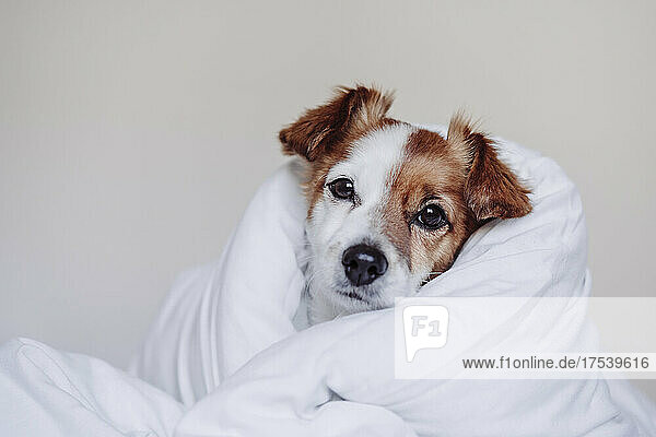 Jack Russell dog wrapped in white duvet
