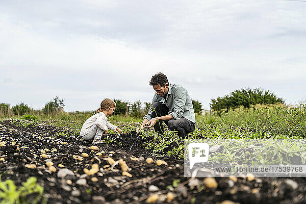 Vater und Tochter ernten Kartoffeln auf dem Feld