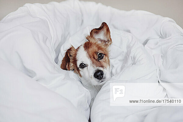Jack Russell Terrier dog resting in white blanket