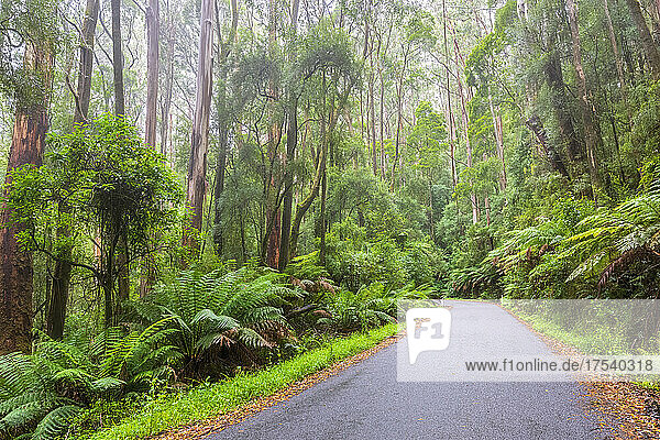Australia  Victoria  Beech Forest  Turtons Track road cutting through lush rainforest