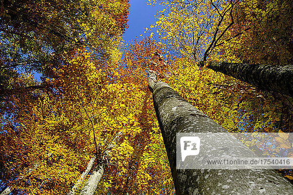 Canopy of autumn beech trees