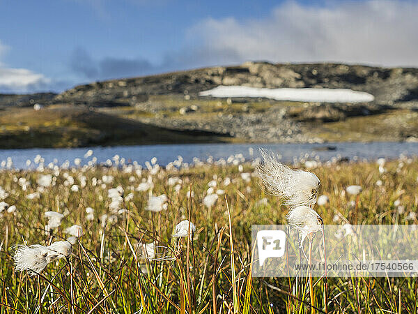 Cotton grass growing in Hardangervidda plateau