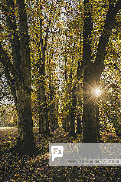 Germany  Hamburg  Sun shining through branches of autumn trees in Hirschpark