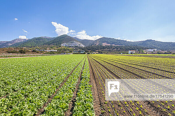 Lettuce plantation lined up on agricultural field in Zafarraya  Andalucia  Spain  Europe