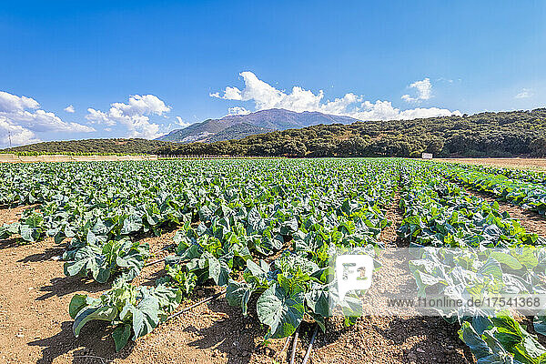 Field of cabbage in Zafarraya  Andalucia  Spain  Europe
