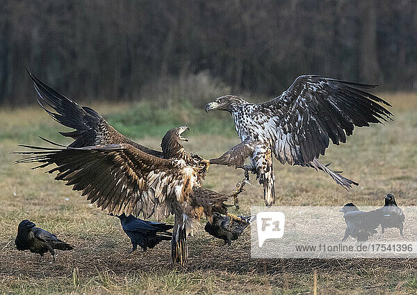 Two white-tailed eagles (Haliaeetus albicilla) fighting among other birds