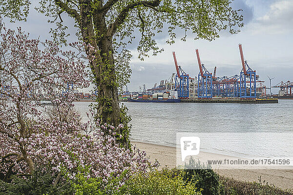 Germany  Hamburg  Othmarschen waterfront in spring with cranes of Port of Hamburg in background
