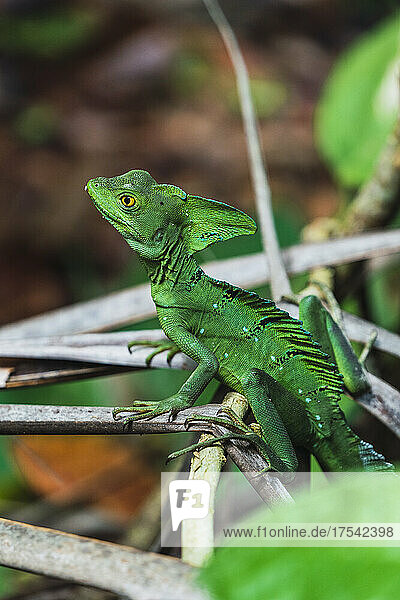 Portrait of green lizard sitting on branches