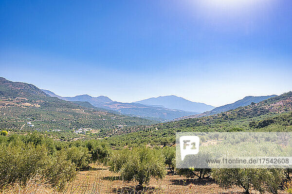 Olive trees in orchard near La Maroma in Andalucia  Spain  Europe