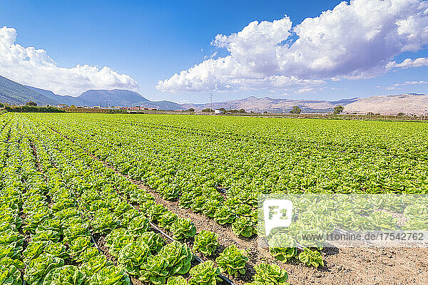 Fresh green lettuce growing on farm in Zafarraya  Andalucia  Spain  Europe