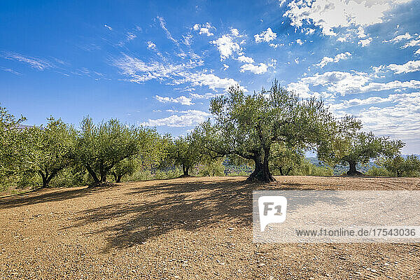 Olive trees under sky on sunny day in Andalucia  Spain  Europe