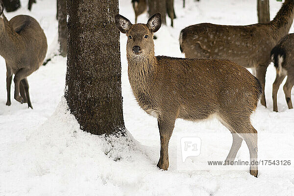 Deer by tree at winter forest
