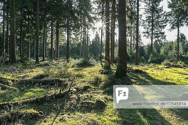 Fichtenwald (Picea abies) im Gegenlicht mit Sonnenstern,  Thüringer Wald,  Thüringen,  Deutschland,  Europa