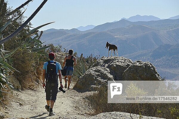 Photo hike with dog in the mountains  Bedar  Andalusia  Spain  Europe
