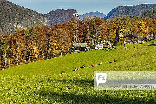 Alm oberhalb von Berchtesgaden  Berchtesgadener Land  Oberbayern  Bayern  Deutschland  Europa
