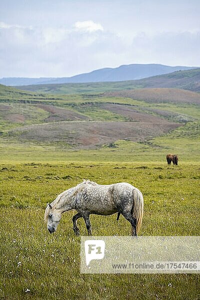 Iceland horse in a pasture  Iceland  Europe