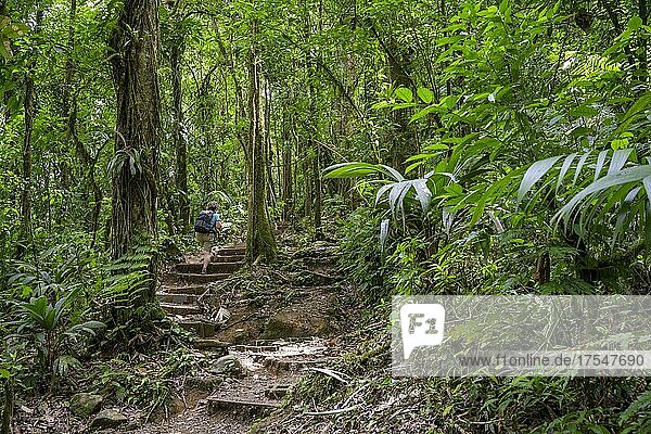 Frau geht auf Weg durch den Regenwald  Nationalpark Tenorio  Upala  Provinz Alajuela  Costa Rica  Mittelamerika
