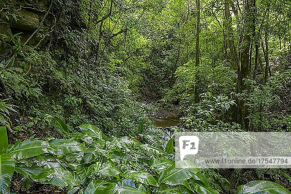 Regenwald  Bach im Naturschutzgebiet Curi Cancha  Monteverde  Provinz Puntarenas  Costa Rica  Mittelamerika